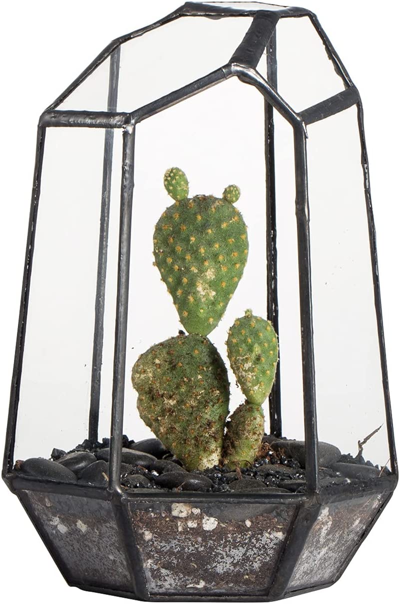 Irregular Geometric Glass Terrarium – Medium | Rental Irregular Geometric Glass Terrarium – Medium | Rental